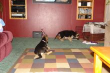 Quality German Shepherd puppies Image eClassifieds4U