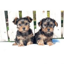 Tea-cup Yorkie s for Free Image eClassifieds4U