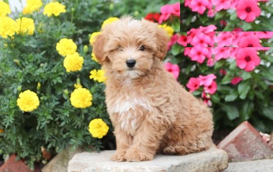 Maltipoos,2 left. Image eClassifieds4u