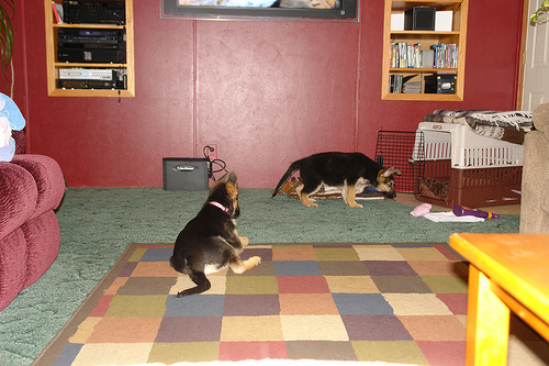 Quality German Shepherd puppies Image eClassifieds4u