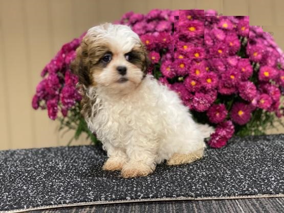 Shih-poo puppies Image eClassifieds4u
