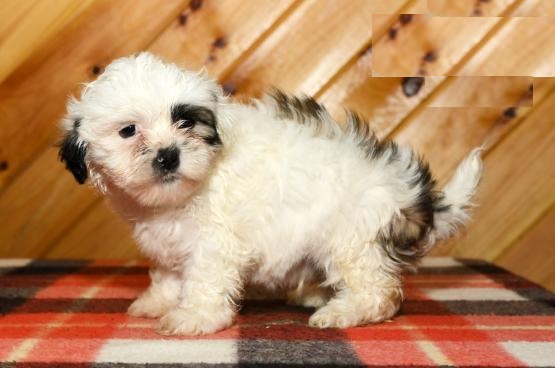 Shih Tzu puppies Image eClassifieds4u