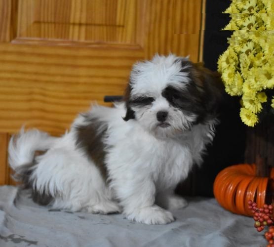 Shih Tzu puppies, (boy and girl) Image eClassifieds4u