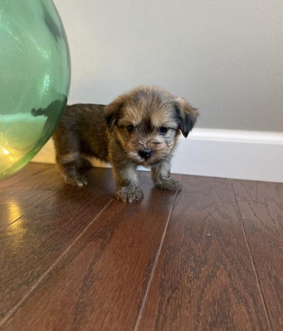 Shorkie puppies Image eClassifieds4u