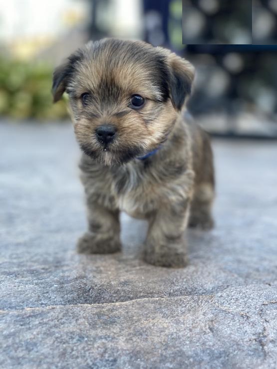Shorkie puppies ready for adoption Image eClassifieds4u