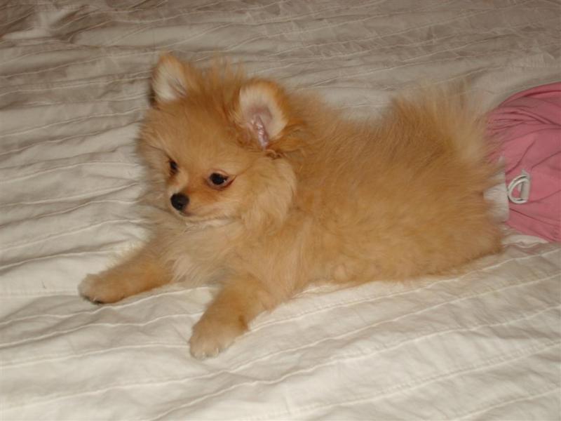 Two Awesome T-Cup Pomeranian Puppies Image eClassifieds4u