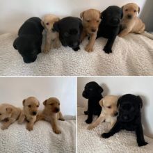6 healthy, home trained Labrador Retriever pups for adoption