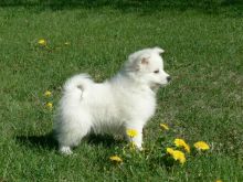 American Eskimo puppies available for adoption