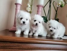 Beautiful white Maltese Puppies Available for you