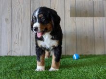 Bernese Mountain puppies