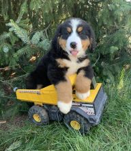Bernese Mountain puppies for adoption