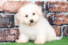 Bichon Frise puppies, (boy and girl)