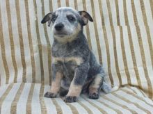 Blue Heeler puppies