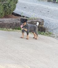 Blue Heeler puppies ready for adoption