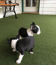 Boston Terrier puppies