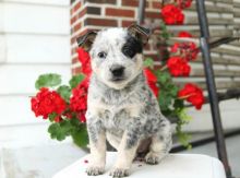 CBCA Blue Heeler puppies