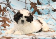 CBCA Shih Tzu puppies