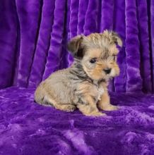 CBCA Shorkie puppies