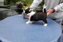Chinese Crested puppies