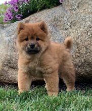 Chow Chow puppies