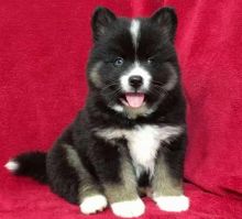 Cute male and female Pomsky puppies available