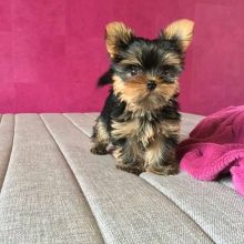 male and female Yorkie Puppies