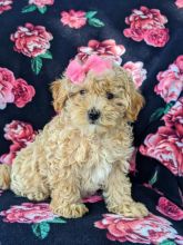 Maltipoo puppies