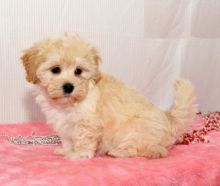 Maltipoo puppies, (boy and girl)