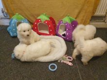 Priceless White Samoyed Puppy For Adoption