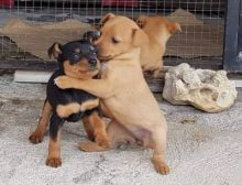 Rehoming Male and female Miniature Pinscher Puppies
