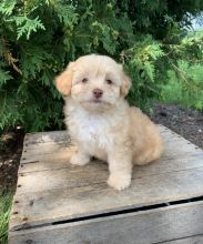 Shih-poo puppies ready for adoption