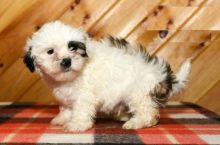 Shih Tzu puppies