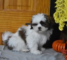 Shih Tzu puppies, (boy and girl)