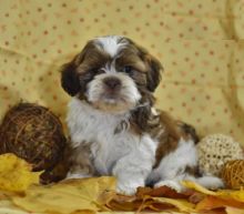 Shih Tzu puppies ready for adoption