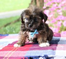 Shorkie puppies, (boy and girl)