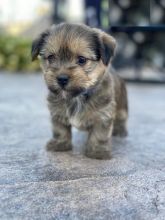 Shorkie puppies ready for adoption
