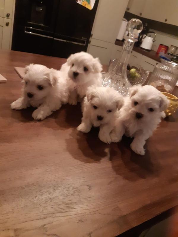 Amazing 4 Maltese Puppies Available Image eClassifieds4u