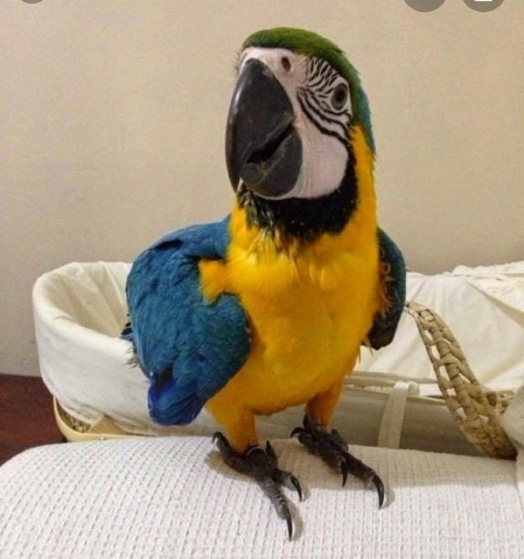 Bblue and gold macaws parrots Image eClassifieds4u