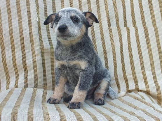 Blue Heeler puppies Image eClassifieds4u