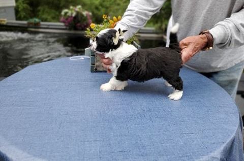 Chinese Crested puppies Image eClassifieds4u