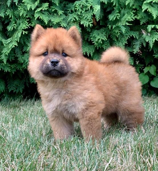 Chow Chows,2 left. Image eClassifieds4u