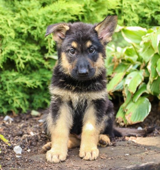 German Shepherds,2 left. Image eClassifieds4u