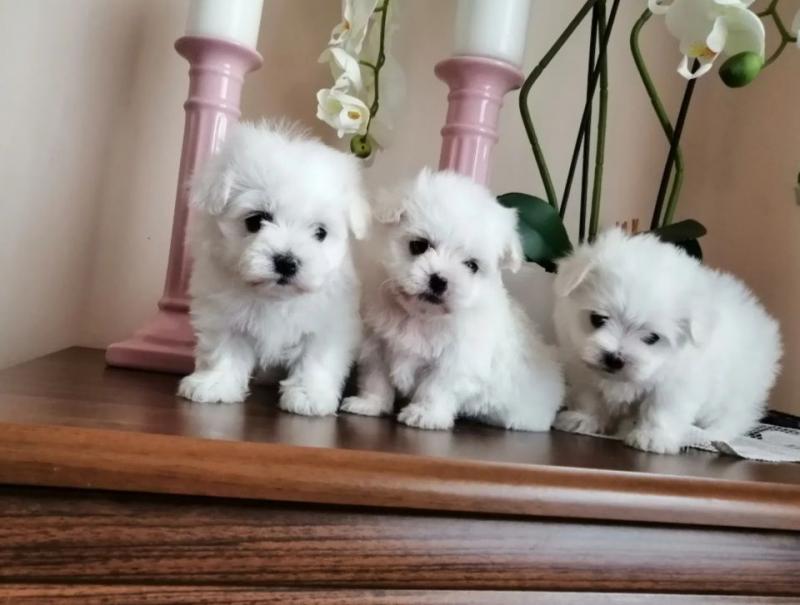 Intelligent Two little Maltese puppies for adoption Image eClassifieds4u