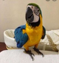 Bblue and gold macaws parrots Image eClassifieds4u 2