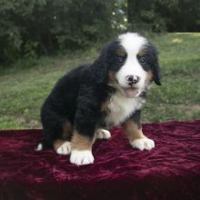 CBCA Bernese Mountain puppies Image eClassifieds4U