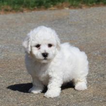 CBCA Bichon Frise puppies Image eClassifieds4U