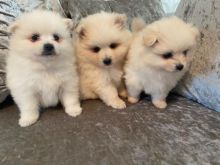 Healthy Home raised Pomeranian pups available Image eClassifieds4U