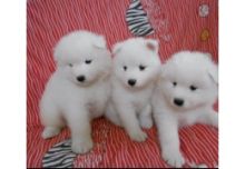 Samoyed Puppies Image eClassifieds4U