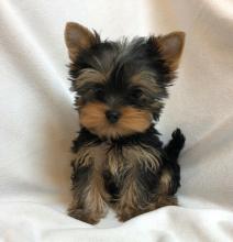 male and female Yorkie Puppies Image eClassifieds4u