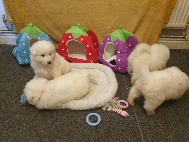 Priceless White Samoyed Puppy For Adoption Image eClassifieds4u